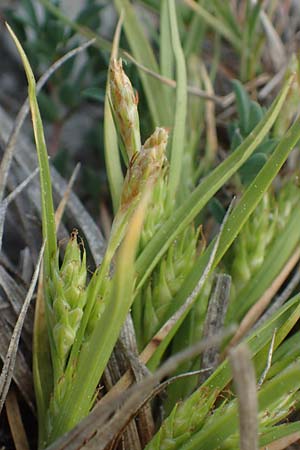 Carex secalina \ Roggen-Segge / Rye Sedge, A Seewinkel, Apetlon 12.5.2022
