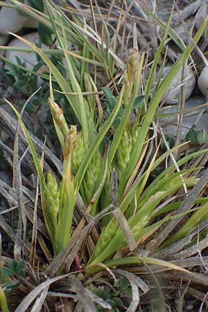 Carex secalina \ Roggen-Segge / Rye Sedge, A Seewinkel, Apetlon 12.5.2022