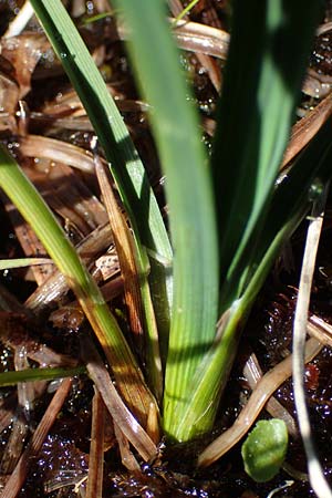 Carex nigra \ Braune Segge / Common Sedge, A Kärnten/Carinthia, Koralpe 1.7.2022
