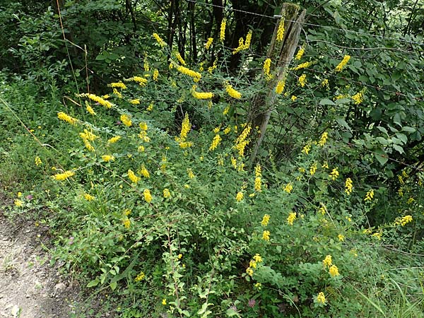 Cytisus nigricans \ Schwarzwerdender Geiklee / Black Broom, A Kärnten/Carinthia, St. Paul im Lavanttal 6.7.2023
