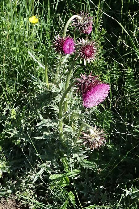 Carduus nutans \ Nickende Distel / Musk Thistle, A Hainberg 10.5.2025