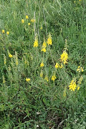 Cytisus nigricans \ Schwarzwerdender Gei�klee / Black Broom, A Ulrichskirchen 12.6.2026