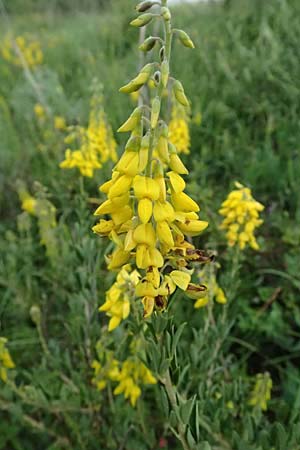 Cytisus nigricans \ Schwarzwerdender Gei�klee / Black Broom, A Ulrichskirchen 12.6.2026