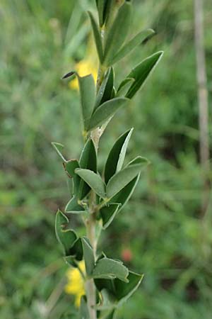 Cytisus nigricans \ Schwarzwerdender Gei�klee / Black Broom, A Ulrichskirchen 12.6.2026
