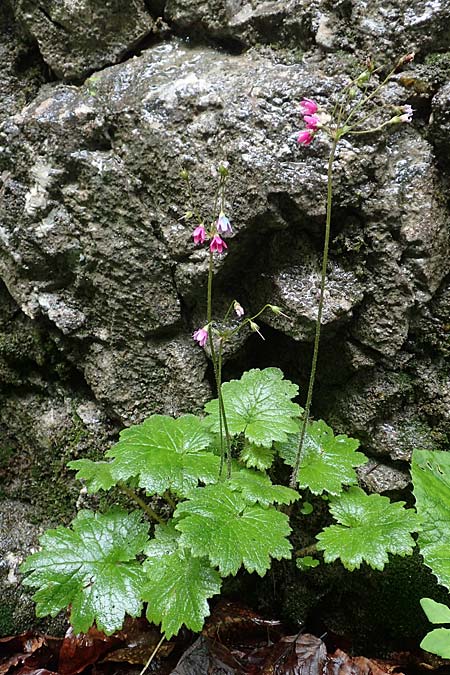 Primula matthioli \ Alpen-Glckel / Bear's-Ear Sanicle, A Frein an der Mürz 3.7.2020