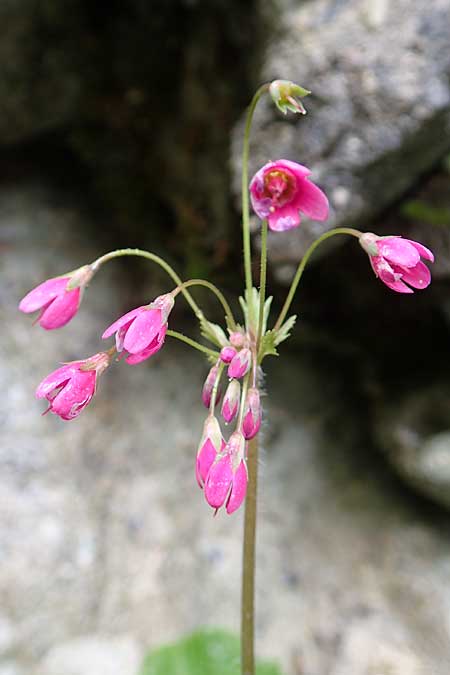 Primula matthioli \ Alpen-Glckel / Bear's-Ear Sanicle, A Frein an der Mürz 3.7.2020