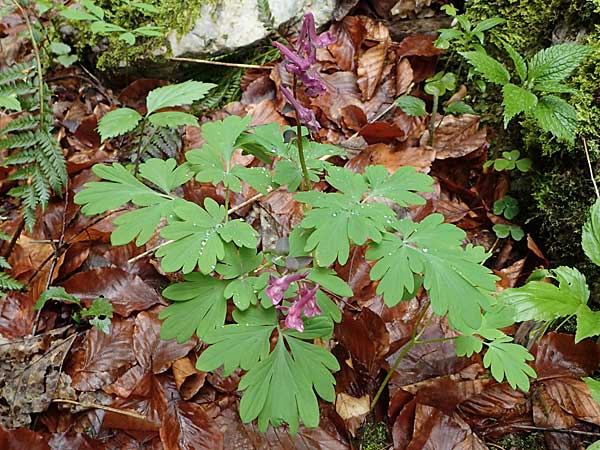 Corydalis cava \ Hohler Lerchensporn / Hollow-Root, A Türnitz 6.5.2022
