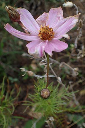 Cosmos bipinnatus \ Schmuckkrbchen, Fiederblttrige Schmuckblume / Garden Cosmos, Mexican Aster, A Gumpoldskirchen 29.9.2022