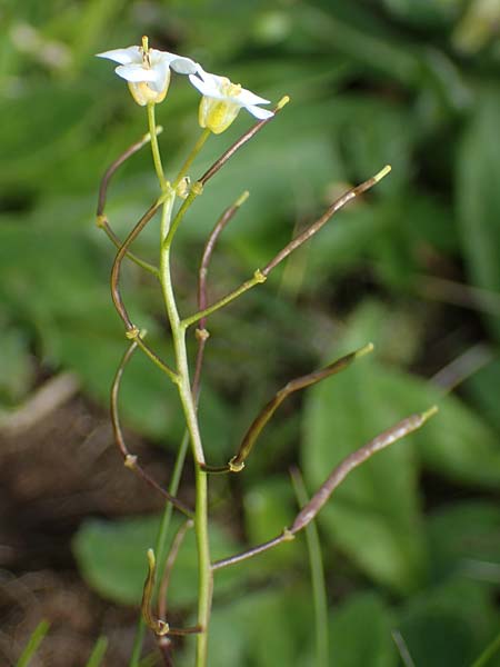 Arabidopsis halleri subsp. ovirensis \ Karawanken-Schaumkresse, Obir-Schaumkresse / Karawanks Rock-Cress, A Kärnten/Carinthia, Koralpe 5.7.2023