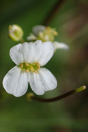 Arabidopsis halleri subsp. ovirensis \ Karawanken-Schaumkresse, Obir-Schaumkresse / Karawanks Rock-Cress, A Kärnten/Carinthia, Koralpe 5.7.2023