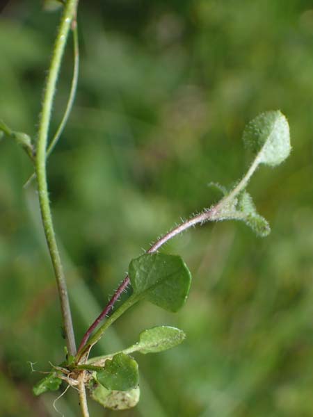 Arabidopsis halleri subsp. ovirensis \ Karawanken-Schaumkresse, Obir-Schaumkresse / Karawanks Rock-Cress, A Kärnten/Carinthia, Koralpe 5.7.2023