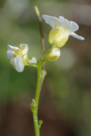 Arabidopsis halleri subsp. ovirensis \ Karawanken-Schaumkresse, Obir-Schaumkresse / Karawanks Rock-Cress, A Kärnten/Carinthia, Koralpe 5.7.2023