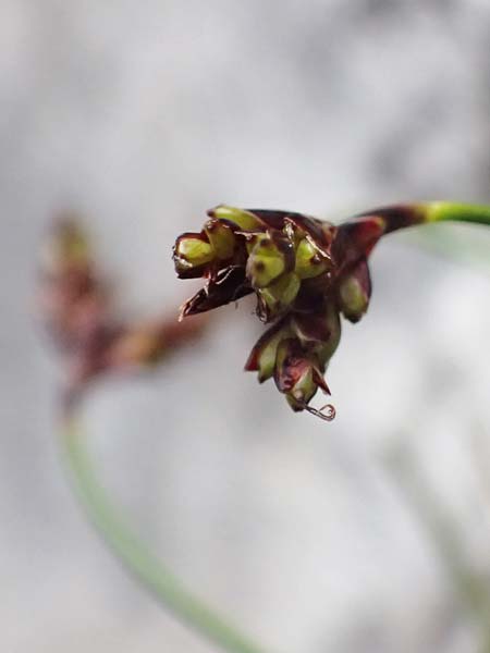 Carex ornithopodioides \ Alpen-Vogelfu-Segge / Alpine Bird's Foot Sedge, A Admont 5.7.2024