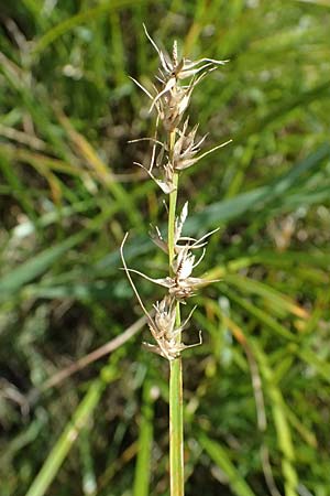Carex otrubae \ Hain-Segge, Falsche Fuchs-Segge / False Fox Sedge, A Staatz 12.8.2025