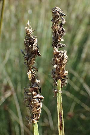 Carex otrubae \ Hain-Segge, Falsche Fuchs-Segge / False Fox Sedge, A Staatz 12.8.2025
