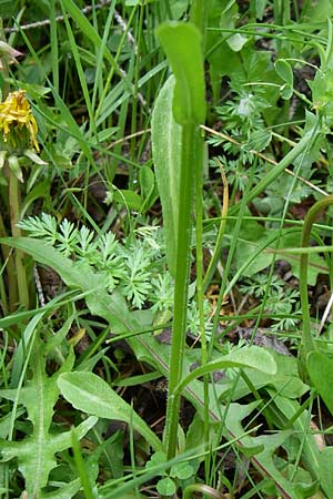 Campanula patula \ Wiesen-Glockenblume / Spreading Bellflower, A Malta - Tal / Valley 7.6.2008