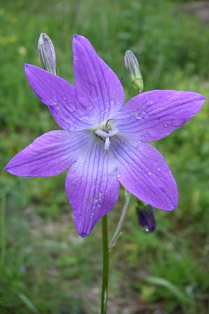 Campanula patula \ Wiesen-Glockenblume / Spreading Bellflower, A Malta - Tal / Valley 7.6.2008
