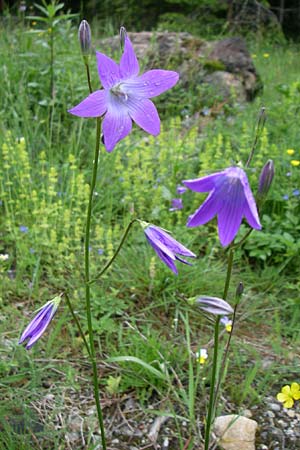 Campanula patula \ Wiesen-Glockenblume / Spreading Bellflower, A Malta - Tal / Valley 7.6.2008