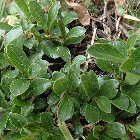 Campanula pulla \ Dunkle Glockenblume, &Ouml;sterreicher Glockenblume / Dark Bellflower, Austrian Bellflower, A Trenchtling 3.7.2019