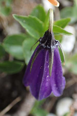 Campanula pulla \ Dunkle Glockenblume, &Ouml;sterreicher Glockenblume / Dark Bellflower, Austrian Bellflower, A Trenchtling 3.7.2019