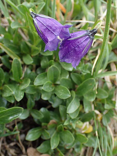 Campanula pulla \ Dunkle Glockenblume, &Ouml;sterreicher Glockenblume / Dark Bellflower, Austrian Bellflower, A Trenchtling 3.7.2019