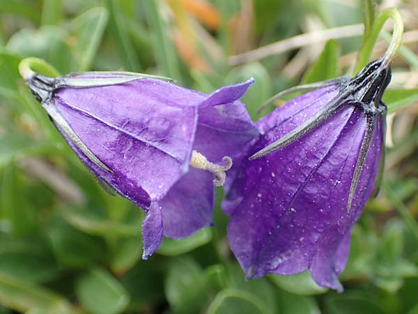 Campanula pulla \ Dunkle Glockenblume, &Ouml;sterreicher Glockenblume / Dark Bellflower, Austrian Bellflower, A Trenchtling 3.7.2019