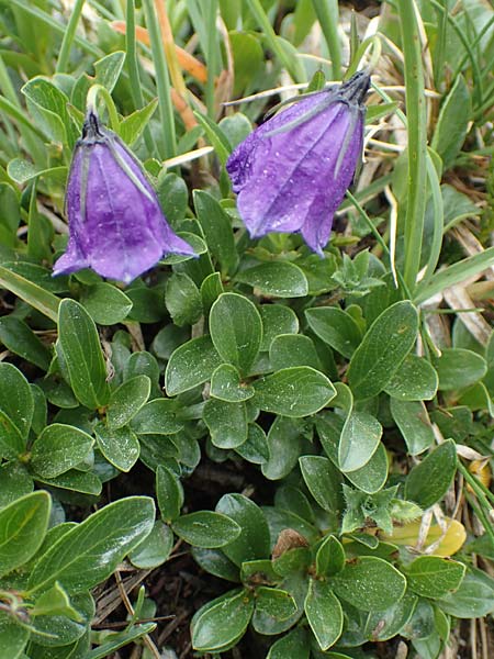 Campanula pulla \ Dunkle Glockenblume, &Ouml;sterreicher Glockenblume / Dark Bellflower, Austrian Bellflower, A Trenchtling 3.7.2019