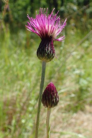 Cirsium pannonicum \ Ungarische Kratzdistel / Hungarian Thistle, A Weikersdorf am Steinfeld 2.7.2020