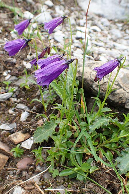 Campanula pulla \ Dunkle Glockenblume, &Ouml;sterreicher Glockenblume / Dark Bellflower, Austrian Bellflower, A Dachstein S&uuml;dwand 7.7.2020