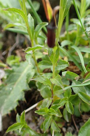 Campanula pulla \ Dunkle Glockenblume, &Ouml;sterreicher Glockenblume / Dark Bellflower, Austrian Bellflower, A Dachstein S&uuml;dwand 7.7.2020
