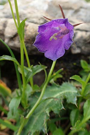 Campanula pulla \ Dunkle Glockenblume, &Ouml;sterreicher Glockenblume / Dark Bellflower, Austrian Bellflower, A Dachstein S&uuml;dwand 7.7.2020