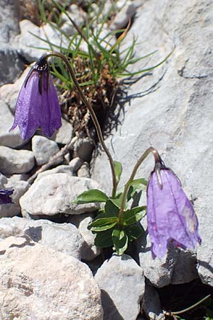 Campanula pulla \ Dunkle Glockenblume, &Ouml;sterreicher Glockenblume / Dark Bellflower, Austrian Bellflower, A Dachstein, Auretskar 7.7.2020