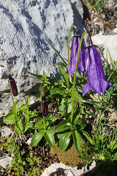 Campanula pulla \ Dunkle Glockenblume, &Ouml;sterreicher Glockenblume / Dark Bellflower, Austrian Bellflower, A Dachstein, Auretskar 7.7.2020