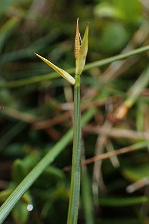 Carex pauciflora \ Wenigbltige Segge / Few-Flowered Sedge, A Niedere Tauern, Sölk-Pass 26.7.2021