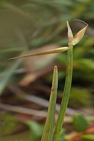 Carex pauciflora \ Wenigbltige Segge / Few-Flowered Sedge, A Niedere Tauern, Sölk-Pass 26.7.2021