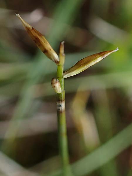 Carex pauciflora \ Wenigbltige Segge / Few-Flowered Sedge, A Niedere Tauern, Sölk-Pass 26.7.2021