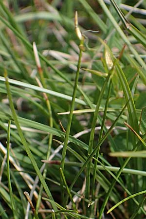 Carex pauciflora \ Wenigbltige Segge / Few-Flowered Sedge, A Niedere Tauern, Sölk-Pass 26.7.2021