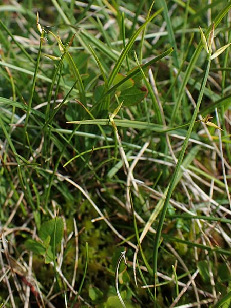 Carex pauciflora \ Wenigbltige Segge / Few-Flowered Sedge, A Niedere Tauern, Sölk-Pass 26.7.2021