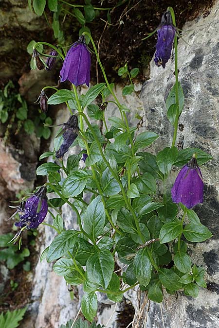 Campanula pulla \ Dunkle Glockenblume, &Ouml;sterreicher Glockenblume / Dark Bellflower, Austrian Bellflower, A Eisenerzer Reichenstein 28.7.2021