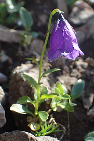 Campanula pulla \ Dunkle Glockenblume, &Ouml;sterreicher Glockenblume / Dark Bellflower, Austrian Bellflower, A Eisenerzer Reichenstein 28.7.2021