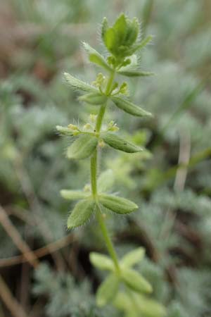 Cruciata pedemontana \ Piemonteser Kreuzlabkraut / Piemont Crosswort, A Seewinkel, Apetlon 8.5.2022
