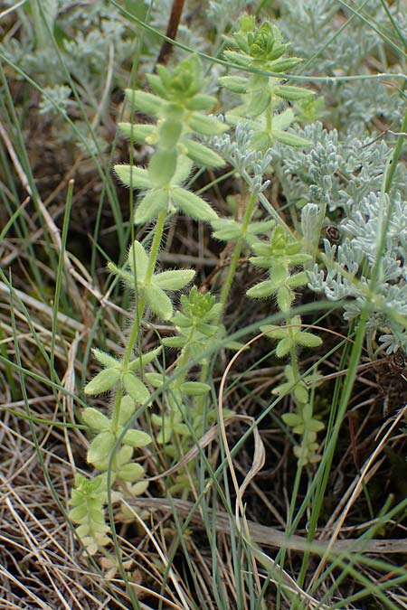 Cruciata pedemontana \ Piemonteser Kreuzlabkraut / Piemont Crosswort, A Seewinkel, Apetlon 8.5.2022