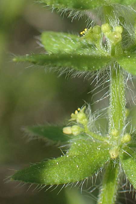 Cruciata pedemontana \ Piemonteser Kreuzlabkraut / Piemont Crosswort, A Seewinkel, Apetlon 12.5.2022