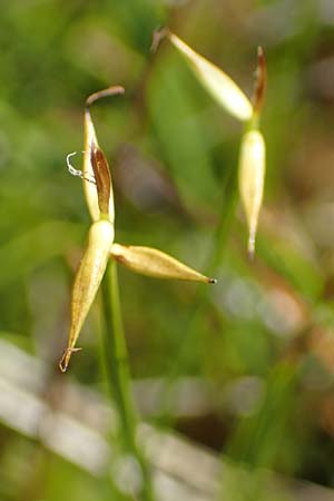 Carex pauciflora \ Wenigbltige Segge / Few-Flowered Sedge, A Kärnten/Carinthia, Koralpe 1.7.2022