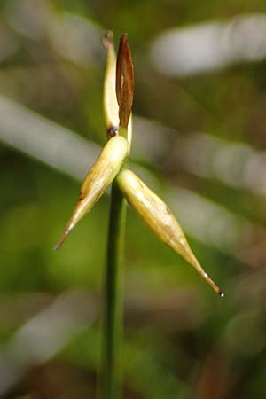 Carex pauciflora \ Wenigbltige Segge / Few-Flowered Sedge, A Kärnten/Carinthia, Koralpe 1.7.2022