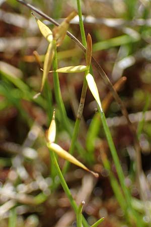 Carex pauciflora \ Wenigbltige Segge / Few-Flowered Sedge, A Kärnten/Carinthia, Koralpe 1.7.2022