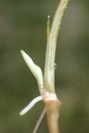 Carex pauciflora \ Wenigbltige Segge / Few-Flowered Sedge, A Kärnten/Carinthia, Koralpe 1.7.2022