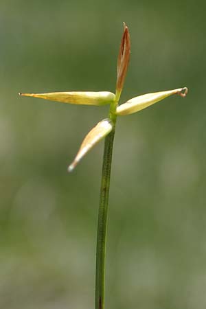 Carex pauciflora \ Wenigbltige Segge / Few-Flowered Sedge, A Kärnten/Carinthia, Koralpe 1.7.2022