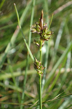 Carex pilulifera \ Pillen-Segge / Pill Sedge, A Kärnten/Carinthia, Koralpe 3.7.2022