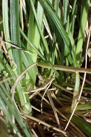 Carex pilulifera \ Pillen-Segge / Pill Sedge, A Kärnten/Carinthia, Koralpe 3.7.2022
